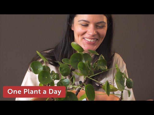 Pilea peperomioides (Pancake Plant) Houseplant Care — 33 of 365