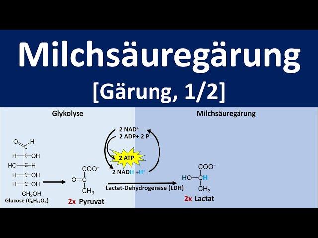 Milchsäuregärung - Gärung, anaerobe Stoffwechselprozesse [1/2] - [Biologie, Oberstufe]