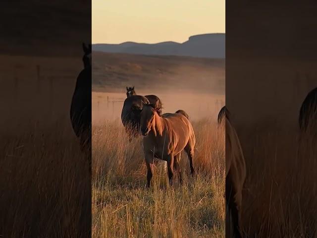 CABALLOS SALVAJES EN ESTADOS UNIDOS: UN LEGADO VIVO 