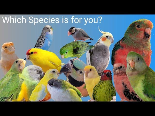 Pros and Cons of 16 Species of Pet Birds