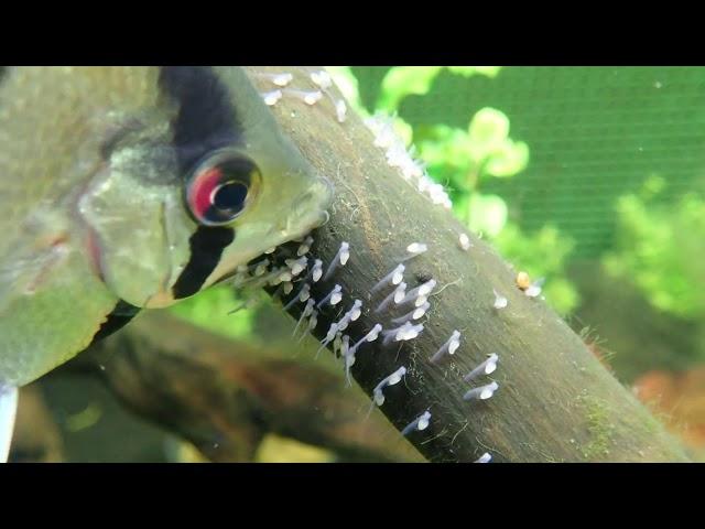 Breeding Angelfish: Angelfish "Pterophyllum scalare" Take Care Of Their 4 Days Young Larvea