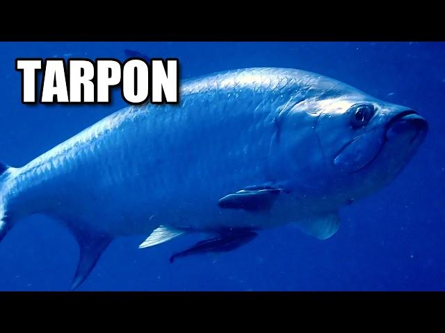 Tarpon Facts: a HIGH FLYING Fish  Animal Fact Files