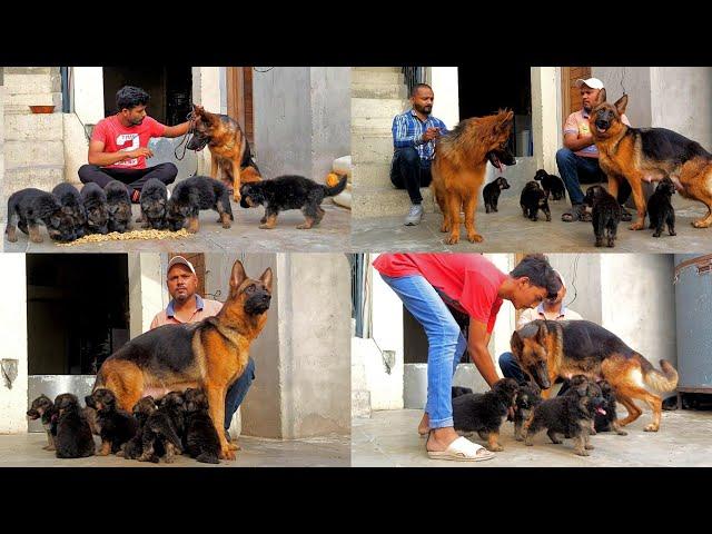 1 GSD Female Dog 9 Cutest german Shepherd Puppy Available @HSNEntertainment