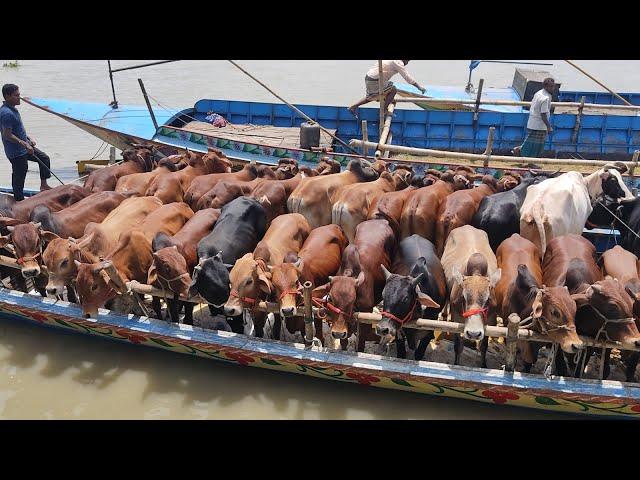 cow unloading in bangladesh, cow videos, cow video, big cow, goru hamba cow