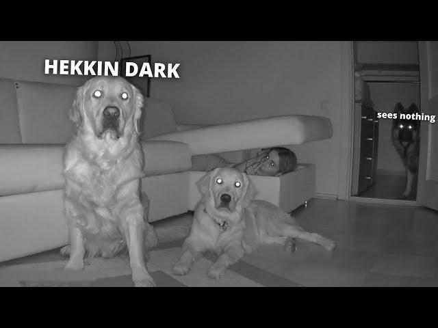 Hide and Seek with My Dogs in Full Darkness - Part 2