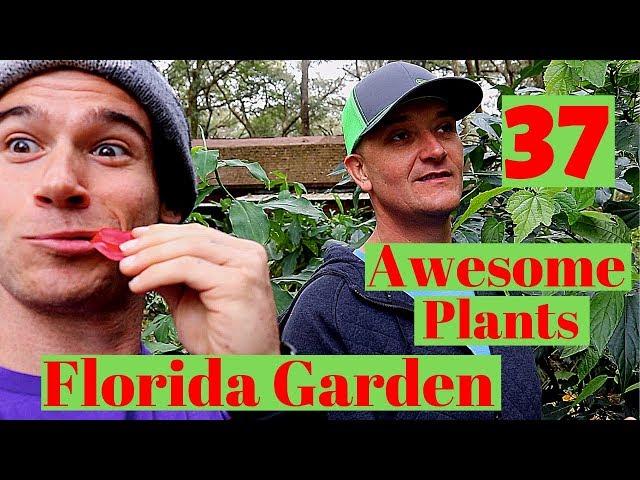 30+ Amazing Plants for your Florida Garden!