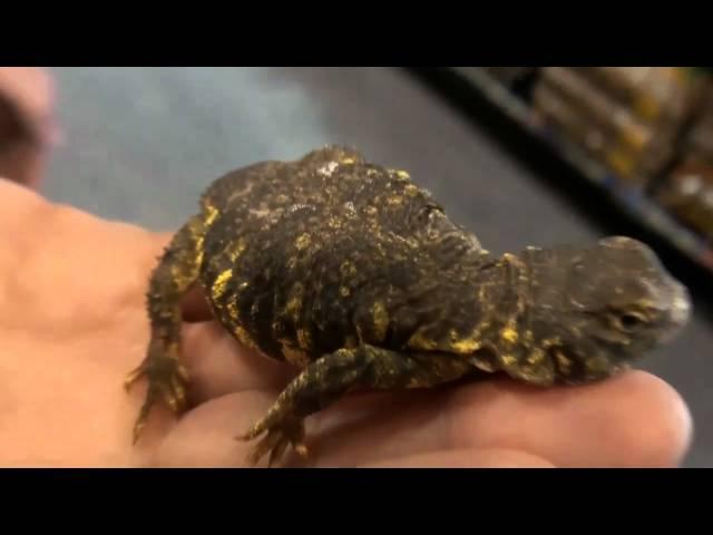 Buy Mali Uromastyx - - For Sale with Same Day Shipping