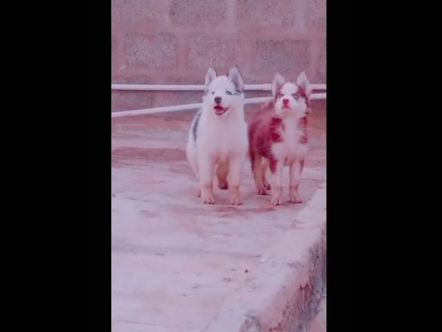 Cute Husky Puppies l Jack Winnie Siberian Husky l Pet Lover