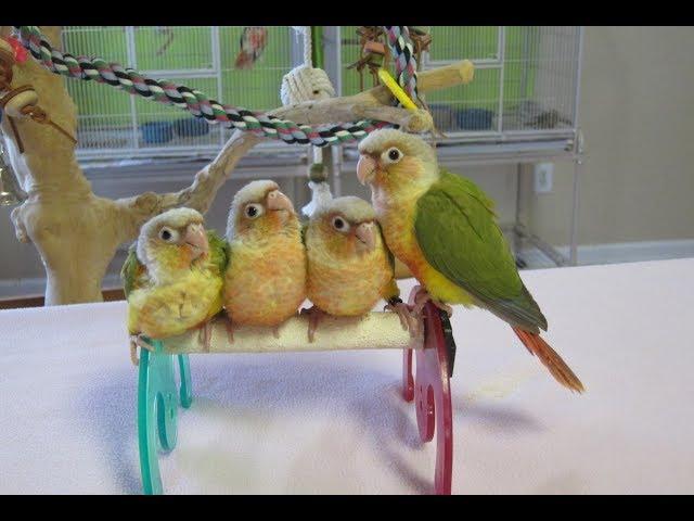 Libby's Baby, Bridget, Petey, and Shiloh -- Pineapple Green Cheek Conures