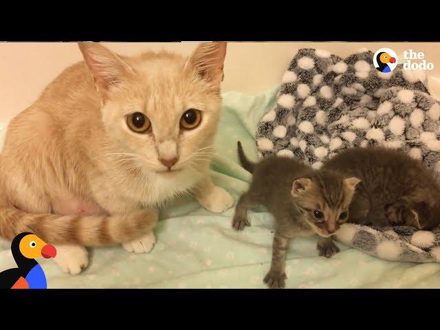 Cat Mom Nurses Orphaned Kittens  | The Dodo