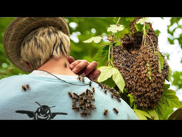 #1 Our neighbor called me immediately when he saw this! / Swarm of bees takes over the garden 🫣