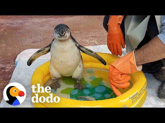 Watch This Guy Help A Baby Penguin Overcome Her Fear Of Water | The Dodo Saving The Wild