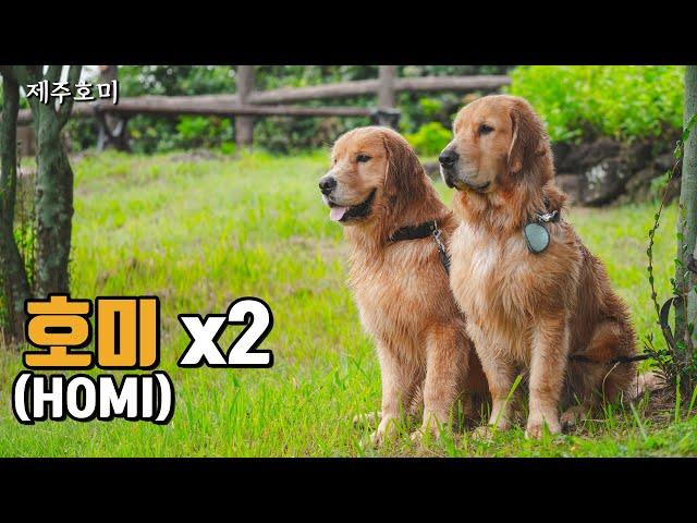 What was the golden retriever's reaction when he met his brother after 5month? (subtitle)