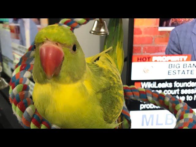 Cute baby parrot asking owner to be picked up “so adorable”.