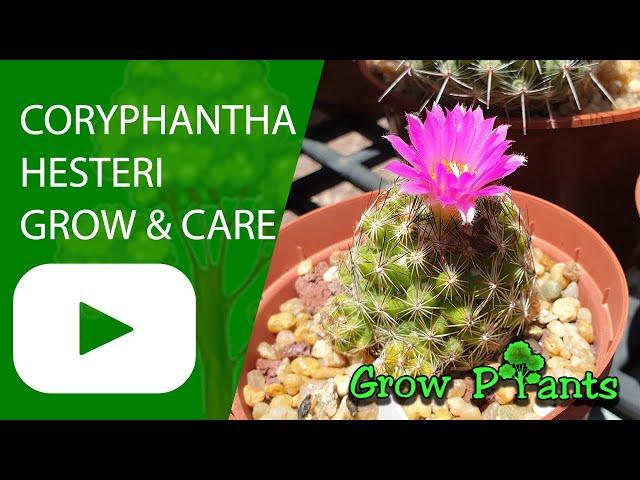 Coryphantha hesteri - grow & care (Beehive cactus)