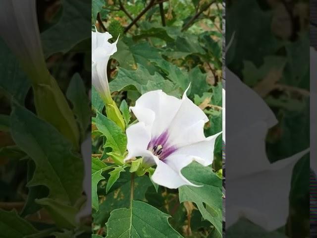 Toloache-toloatzin (Datura Ferox)