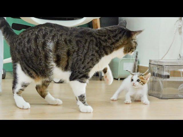 What Happens When a Rescued Kitten Wants To Be Close To a Big Cat │ Episode.81