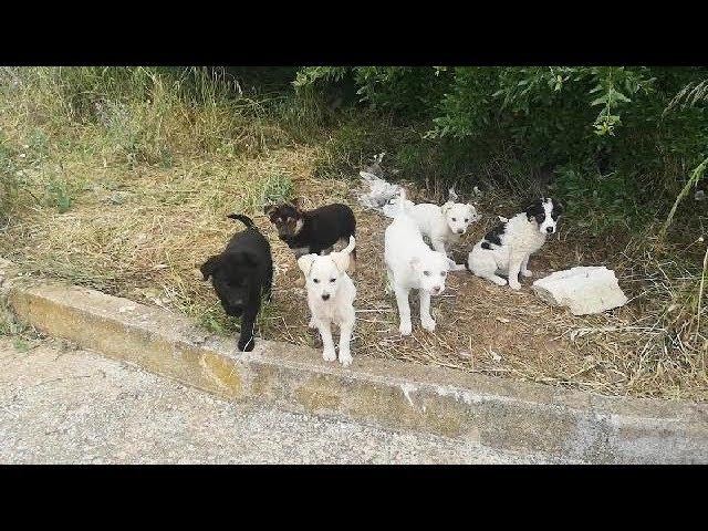 6 CUCCIOLI TRA I RIFIUTI a Laterza