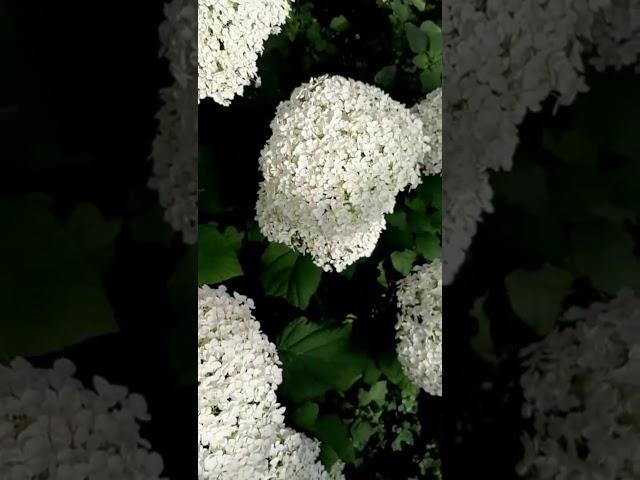 Гортензия древовидная Анабель (Hydrangea arborescens Annabelle)2020
