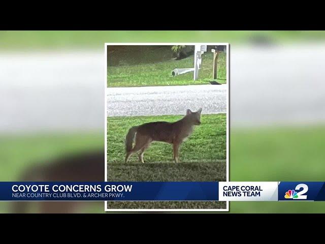 What can we do about the coyote population in Cape Coral?