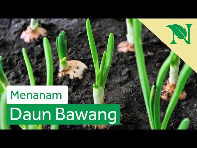 Cara Sederhana Menanam Daun Bawang Di Rumah Anti Gagal