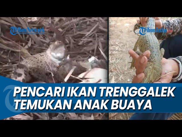 SEUKURAN LENGAN ORANG DEWASA, Pencari Ikan Trenggalek Temukan Anak Buaya di Sungai