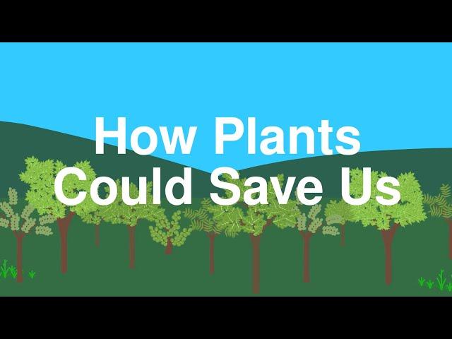 How Plants Cool the Planet