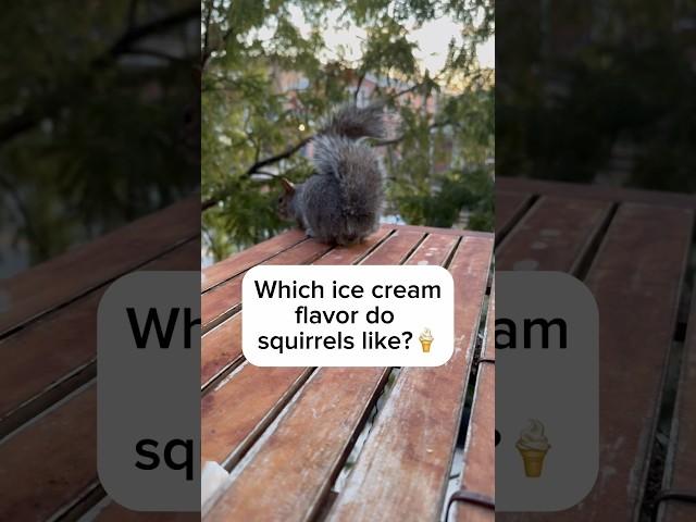 Billy waits for the ice cream truck #squirrel #icecream #funnyanimals #cuteanimals #shorts #twitch