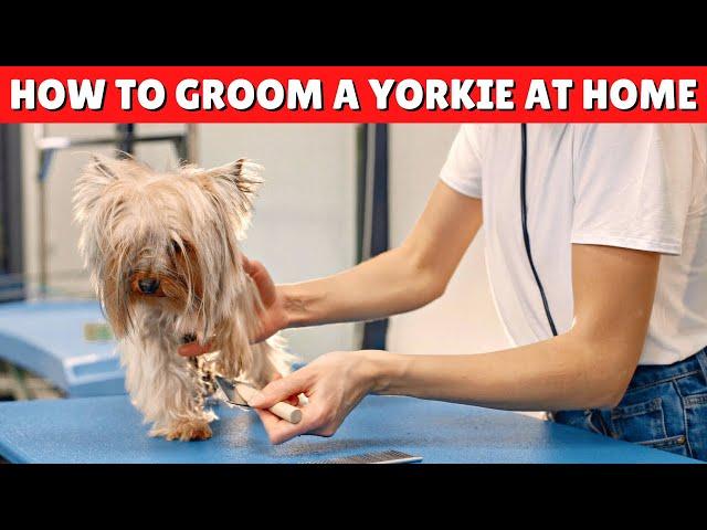 How to Groom a Yorkie AT HOME  ️ EASY and EFFECTIVE