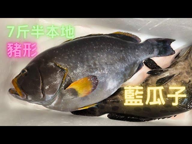 本地藍瓜子7斤半,非原生物種, 多謝善信應該向海都好多年, 超級肥,可以話未見過咁肥嘅魚~fishcutting香港海鮮~社長遊街市Seafood