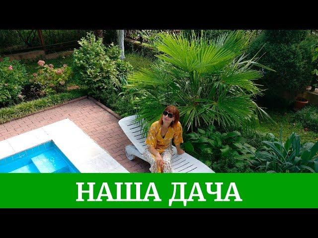 Влог 4 Наша дача, тропические растения, петунии, лобелии, пеларгонии, томаты, виноград