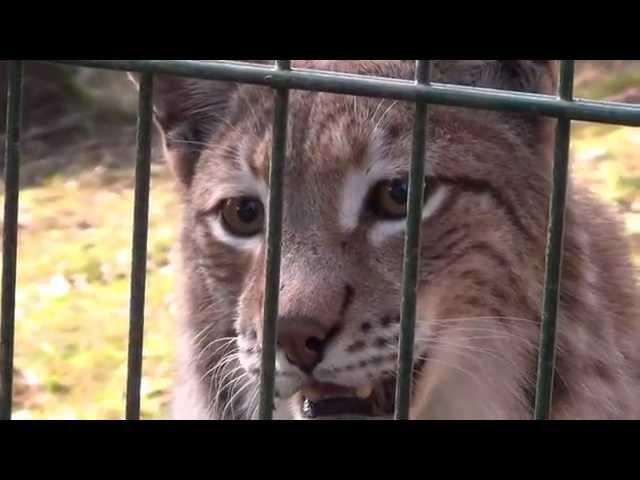 2015-06-20  Luchs und Wolf im Eifelpark Gondorf