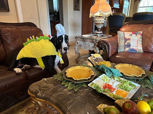 Funny Polite Great Danes Celebrate Cinco De Mayo With Tacos