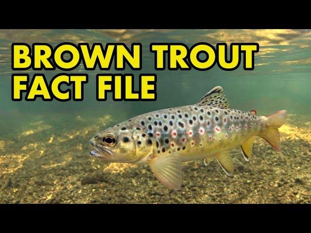 Brown Trout: Fact File (British Wildlife Facts)