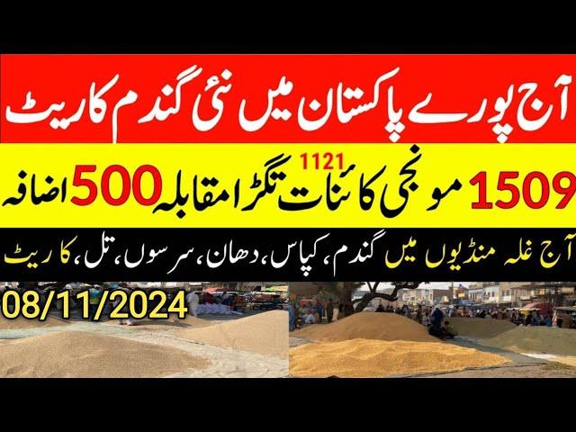 Today Wheat price in punjab//گندم کا ریٹ 2024/munji makki till sarso/Galla mandi rate today