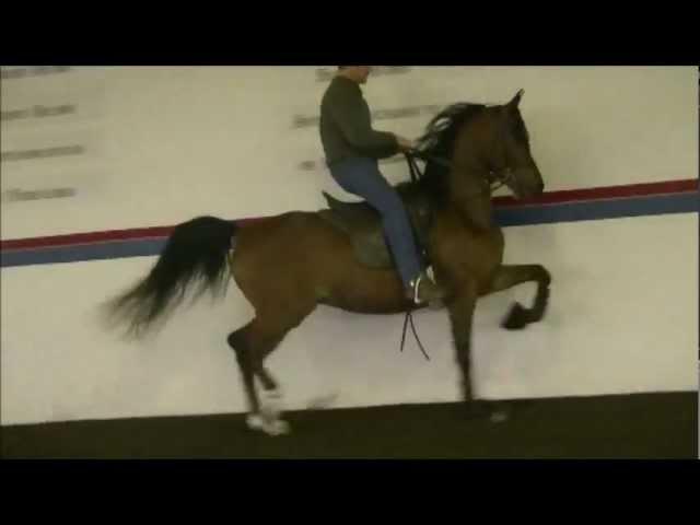 Shea Stables & Maroon Fire Arabians