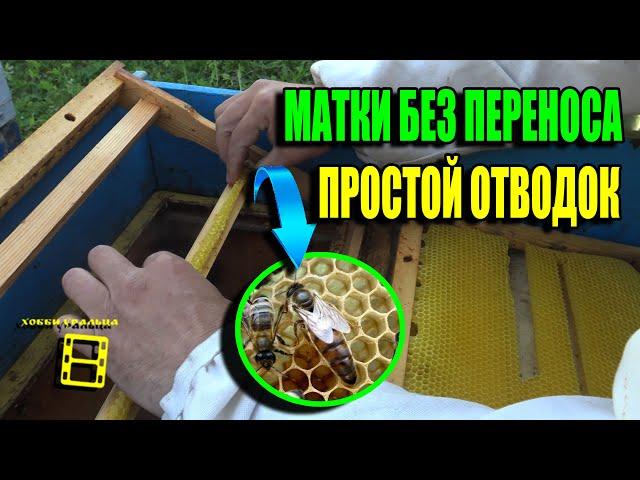 КАК СДЕЛАТЬ ПРОСТОЙ ОТВОДОК ПЧЕЛ? ВЫВОД МАТОК БЕЗ ПЕРЕНОСА. ДЛЯ НАЧИНАЮЩИХ ПЧЕЛОВОДОВ 22-23