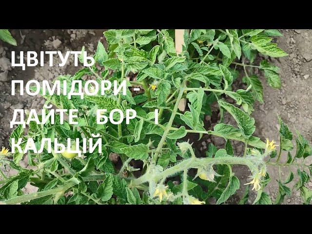 ДАЄМ КАЛЬЦІЙ ТА БОР В ПЕРІОД ЦВІТІННЯ  ОВОЧІВ - покращуєм урожайність