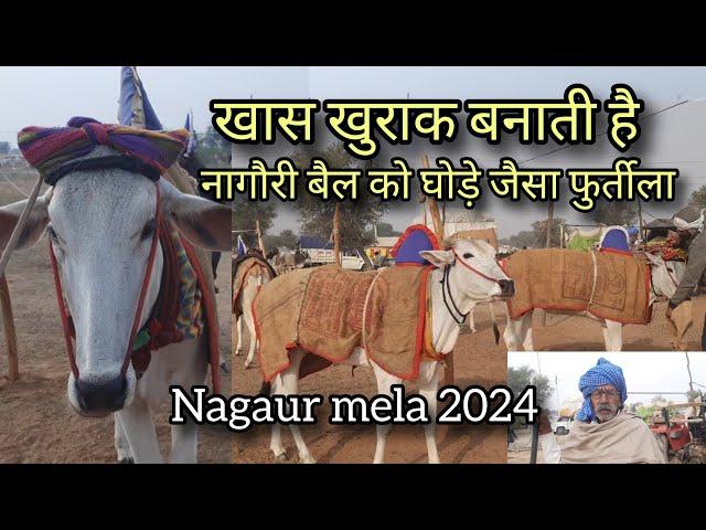 80 साल के किसान ने बताई नागौरी बैल की खास खुराक | khurak banati h bail ko furtila | nagaur mela 2024