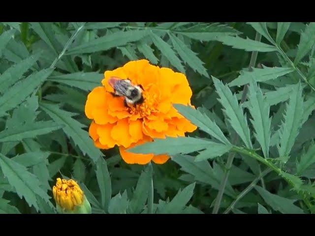 A Pollinator's Paradise - July 2023 Garden Tour