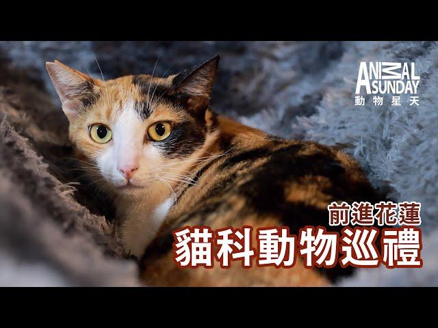 動物星天頻道 EP19《前進花蓮：貓科動物巡禮》 [4K] ｜流浪貓、台灣土狗、現代智人