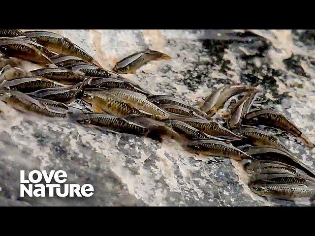 Incredible Fish Climbing Waterfalls With Their Mouths