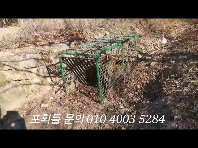 춘천 밀양 하남 멧돼지 글구 도움안되는 유기견(문의 010 4003 5284)