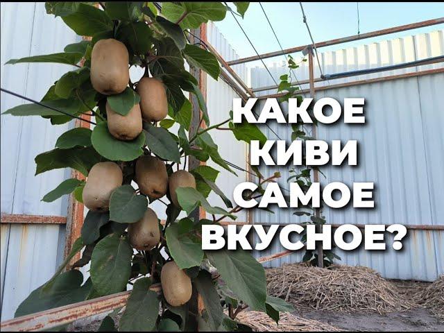 Хейворд - самое вкусное и известное киви!