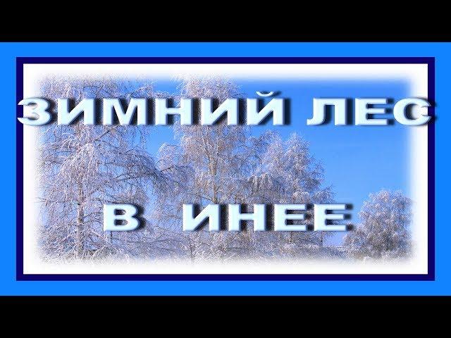 Зимний лес в инее – красивые зимние пейзажи леса