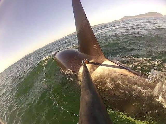 Spotlighting Southern Resident Killer Whales--An Interview with NOAA Fisheries Scientist Lynne Barre