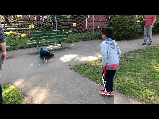 Peacock opening feathers - captured every moment of it