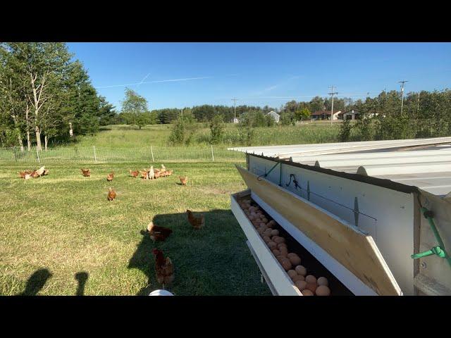 Homemade rollaway nest box in action