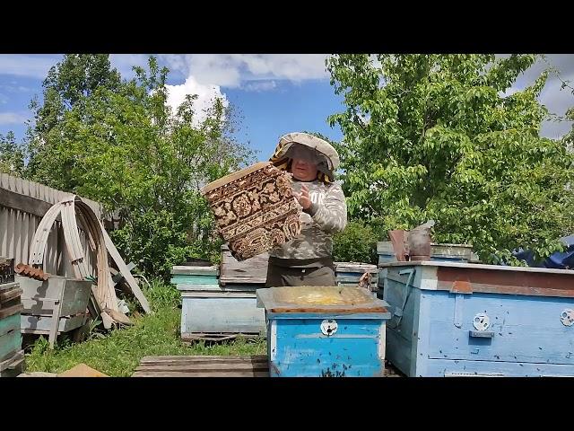Установка ловушек и поимка первых роёв пчёл. 15.05.2022