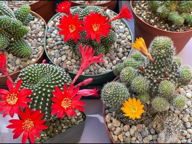 Rebutia krainziana! A beautiful cacti from South America #ClumpingCactus - Episode 53